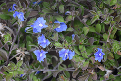 Hawaiian Blue Eyes Morning Glory (Evolvulus glomeratus 'Hawaiian Blue Eyes') at Lakeshore Garden Centres