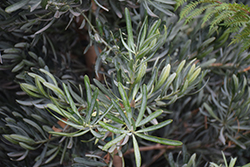 Crystal Blue Yellowwood (Podocarpus elongatus 'Crystal Blue') at Lakeshore Garden Centres