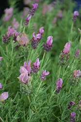 Javelin Forte Deep Rose Lavender (Lavandula stoechas 'Javelin Forte Deep Rose') at Lakeshore Garden Centres