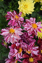 MegaBoom Berry Blast Dahlia (Dahlia 'MegaBoom Berry Blast') at Lakeshore Garden Centres