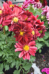 Painter Romantic France Dahlia (Dahlia 'Painter Romantic France') at Lakeshore Garden Centres