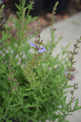 Savannah Blue Sage (Salvia 'Savannah Blue') at Lakeshore Garden Centres