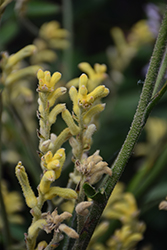Bush Nugget Kangaroo Paw (Anigozanthos 'Bush Nugget') at Lakeshore Garden Centres