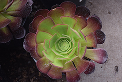 Purple Queen Aeonium (Aeonium 'Purple Queen') at Lakeshore Garden Centres