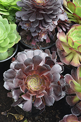 Chocolate Rose Aeonium (Aeonium 'Chocolate Rose') at Lakeshore Garden Centres