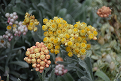 Ember Glow Strawflower (Helichrysum amorginum 'Ember Glow') at Lakeshore Garden Centres