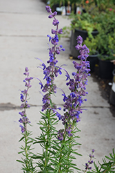 Woolly Bluecurls (Trichostema lanatum) at Lakeshore Garden Centres