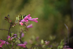 Sunrise Mojito Hesperozygis (Hesperozygis 'Sunrise Mojito') at Lakeshore Garden Centres