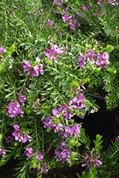 Purple Broom (Polygala virgata 'Portola') at Lakeshore Garden Centres
