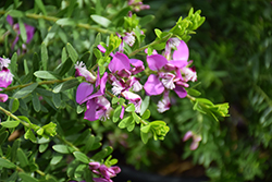 Purple Broom (Polygala virgata 'Portola') at Lakeshore Garden Centres