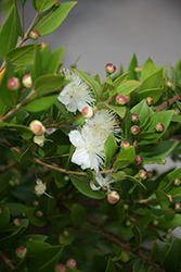 Myrtle (Myrtus communis) at Lakeshore Garden Centres
