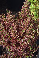 Pacific Sunrise Mirror Bush (Coprosma repens 'Pacific Sunrise') at Lakeshore Garden Centres