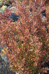 Scarlett O'Hara Mirror Bush (Coprosma repens 'Scarlett O'Hara') at Lakeshore Garden Centres