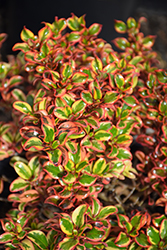 Inferno Mirror Bush (Coprosma 'Inferno') at Lakeshore Garden Centres