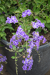 Sweet Memories Duranta (Duranta erecta 'Sweet Memories') at Lakeshore Garden Centres