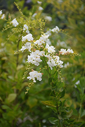 White Sky Flower (Duranta erecta 'Alba') at Lakeshore Garden Centres