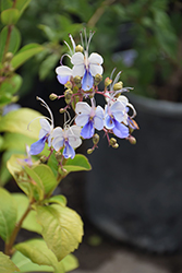 Blue Butterfly Plant (Rotheca myricoides 'Ugandense') at Lakeshore Garden Centres