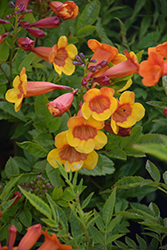 Sparky Esperanza (Tecoma 'Sparky') at Lakeshore Garden Centres