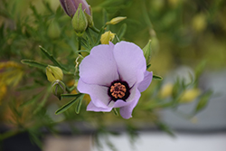 Lady Barbara Rose Red Centered Hibiscus (Alyogyne 'Lady Barbara Rose') at Lakeshore Garden Centres