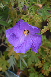 Santa Cruz Lilac Hibiscus (Alyogyne huegelii 'Santa Cruz') at Lakeshore Garden Centres