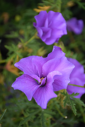 Swan River Lilac Hibiscus (Alyogyne huegelii 'Swan River') at Lakeshore Garden Centres