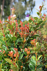 Orange Twist Brush Cherry (Eugenia myrtifolia 'Orange Twist') at Lakeshore Garden Centres