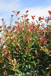 Monterey Bay Brush Cherry (Eugenia myrtifolia 'Monterey Bay') at Lakeshore Garden Centres