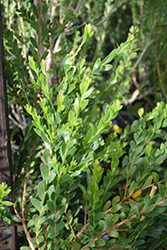 Pink Melaleuca (Melaleuca nesophila) at Lakeshore Garden Centres