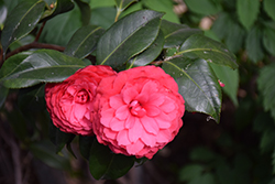 Colonel Firey Camellia (Camellia japonica 'Colonel Firey') at Lakeshore Garden Centres