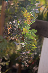 Purple Fernleaf Acacia (Acacia baileyana 'Purpurea') at Lakeshore Garden Centres