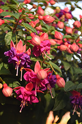 Windchimes Basket Double Dark Eyes Fuchsia (Fuchsia 'Windchimes Basket Double Dark Eyes') at Lakeshore Garden Centres