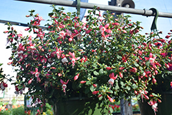 Windchimes Basket Neon White Fuchsia (Fuchsia 'Windchimes Basket Neon White') at Lakeshore Garden Centres