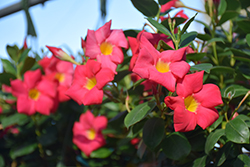 Scarlet Pimpernel Mandevilla (Mandevilla sanderi 'Scarlet Pimpernel') at Lakeshore Garden Centres
