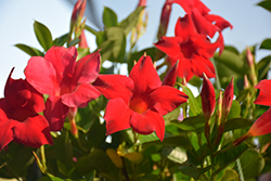 Sun Parasol Crimson Mandevilla (Mandevilla 'Sun Parasol Crimson') at Lakeshore Garden Centres