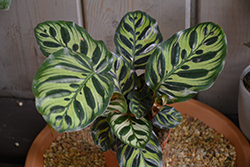 Peacock Plant (Calathea makoyana) at Golden Acre Home & Garden