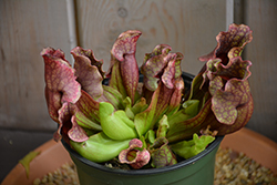 Northern Pitcher Plant (Sarracenia purpurea) at Lakeshore Garden Centres