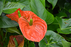 Nebraska Anthurium (Anthurium 'Nebraska') at Lakeshore Garden Centres