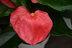 California Anthurium (Anthurium 'California') at Lakeshore Garden Centres