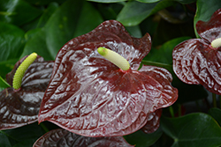 Sempre Anthurium (Anthurium 'Sempre') at Lakeshore Garden Centres