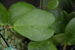Sweetheart Plant (Hoya kerrii) at Golden Acre Home & Garden