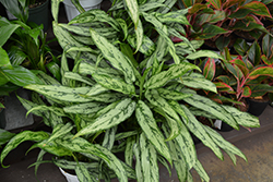Cutlass Chinese Evergreen (Aglaonema 'Cutlass') at Lakeshore Garden Centres