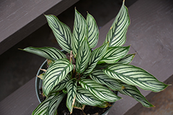 Color Full Vittata Prayer Plant (Calathea elliptica 'Vittata') at Golden Acre Home & Garden