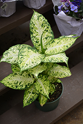 Amy Dieffenbachia (Dieffenbachia 'Amy') at Golden Acre Home & Garden