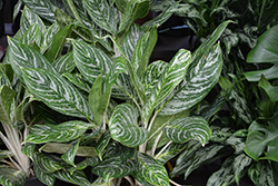 Golden Madonna Chinese Evergreen (Aglaonema 'Golden Madonna') at Lakeshore Garden Centres