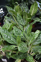 Golden Madonna Chinese Evergreen (Aglaonema 'Golden Madonna') at Lakeshore Garden Centres