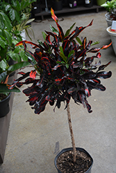 Red Mammy Croton (Codiaeum 'Red Mammy') at Lakeshore Garden Centres