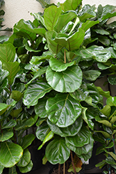Column Fiddle Leaf Fig (Ficus lyrata 'Column') at Lakeshore Garden Centres
