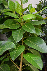 Altissima Council Tree (Ficus altissima) at Golden Acre Home & Garden
