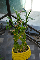 Lucky Bamboo (Dracaena sanderiana) at Golden Acre Home & Garden
