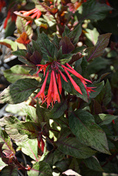 Firecracker Fuchsia (Fuchsia triphylla 'Firecracker') at Lakeshore Garden Centres